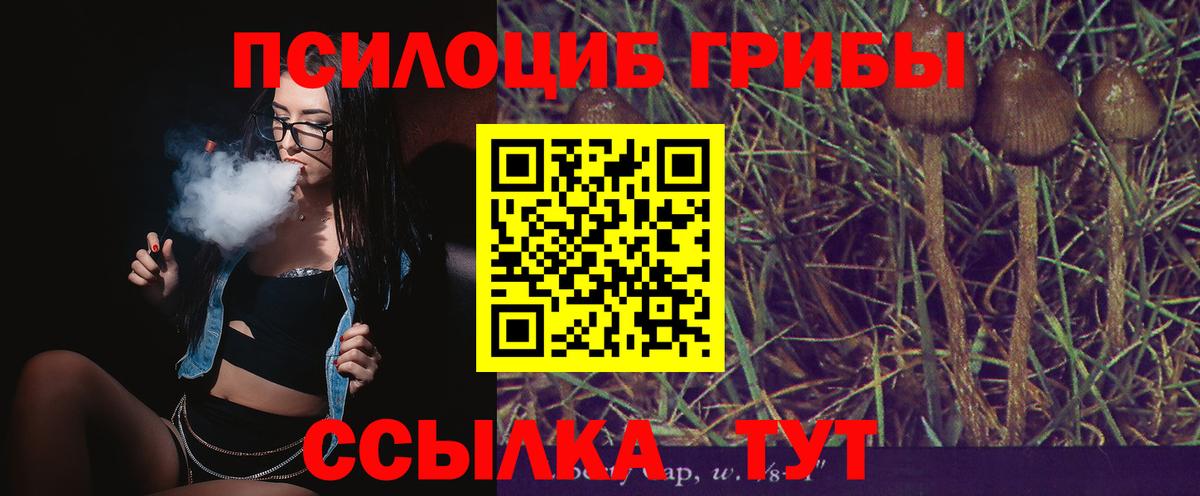 Псилоцибиновые грибы Psilocybe Брянск